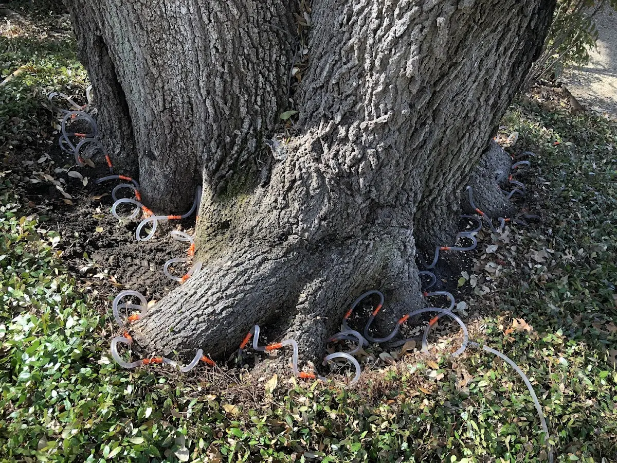 Detailed Tree Cabling and Bracing job site in Cadwell