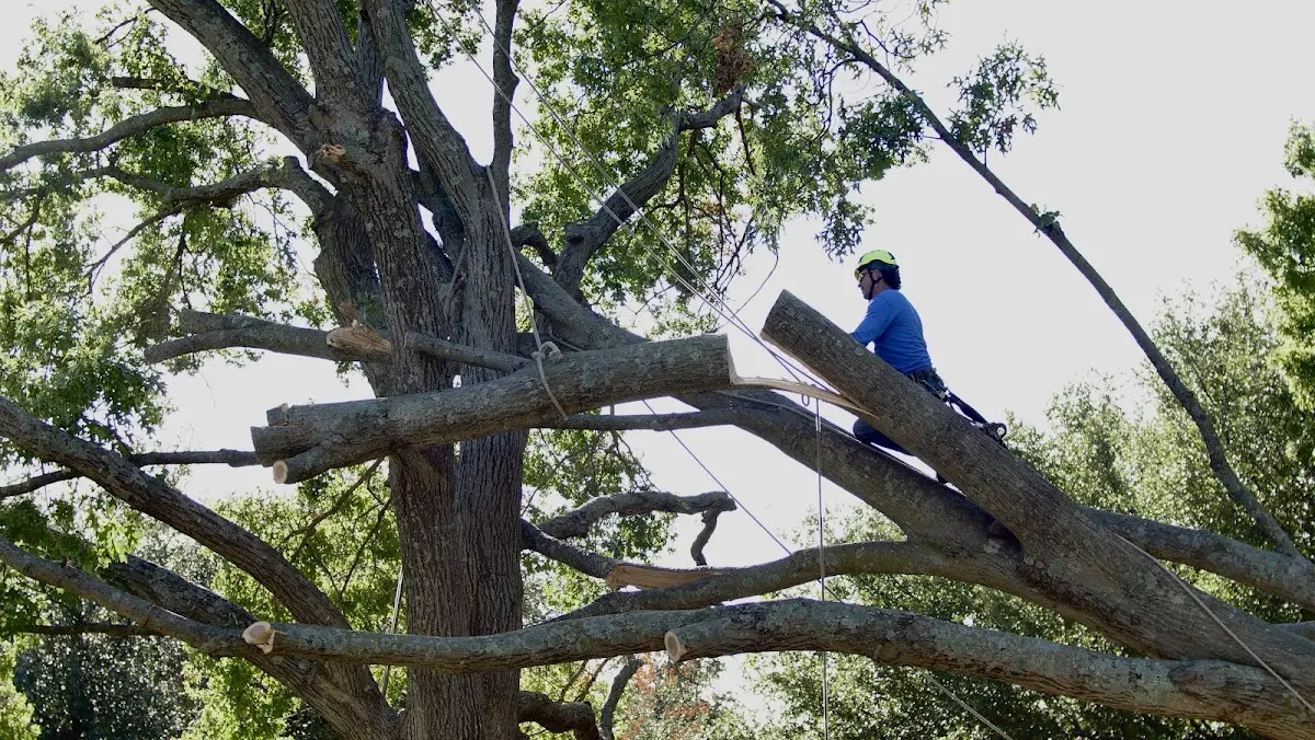 Professional Crown Thinning performed by certified arborists in Cadwell