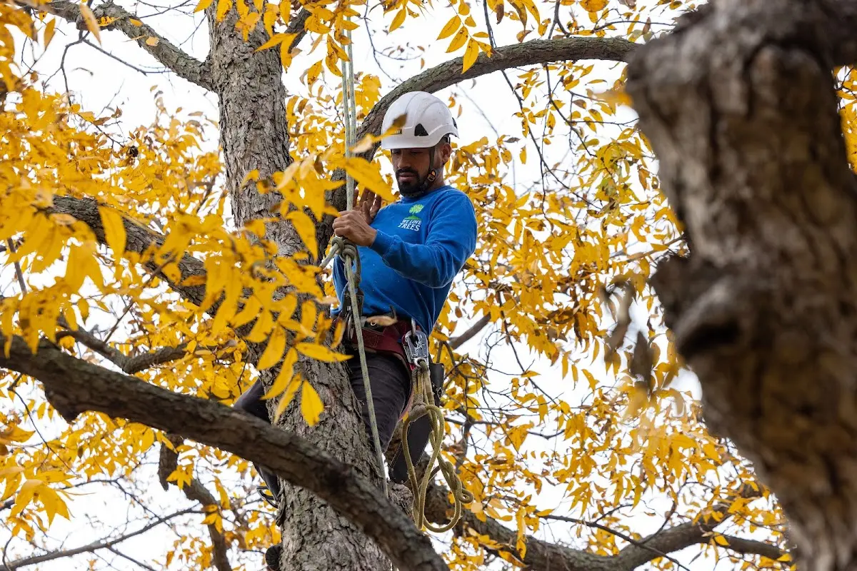Skilled Dead Tree Removal crew working in Cadwell